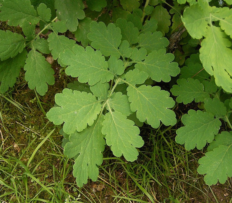 compound leaves. Leaflets are lobed