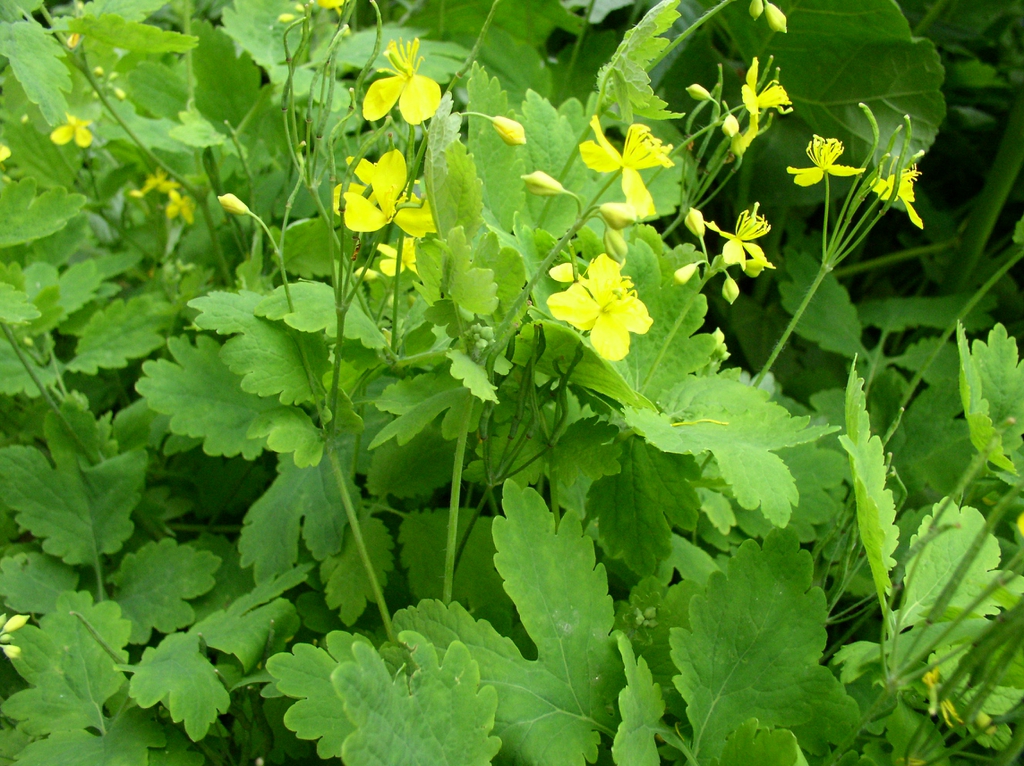 leaves and yellow flowers