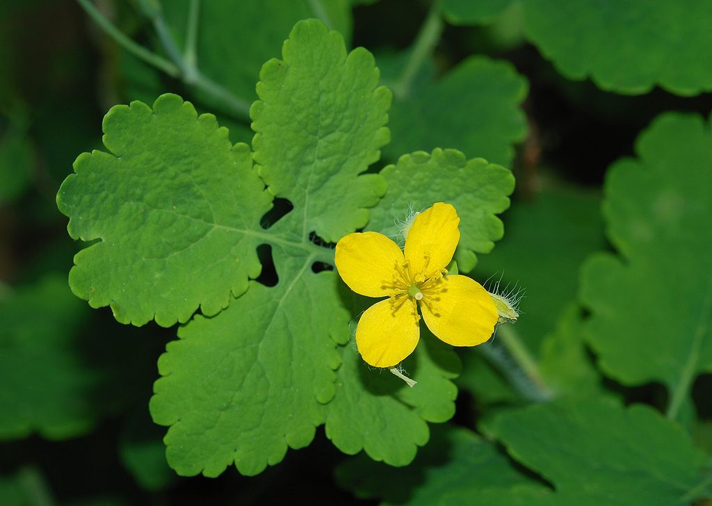 leaves and 4 petaled yellow flower