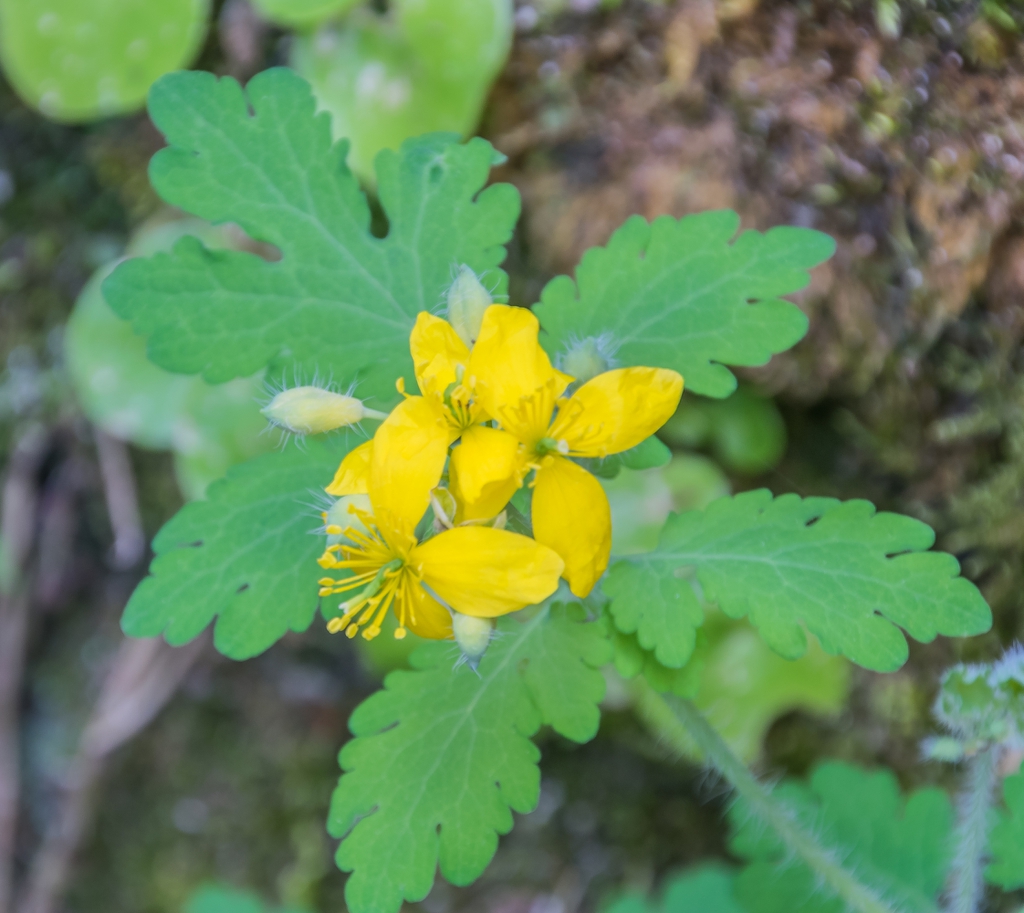 leaves and yellow flowers