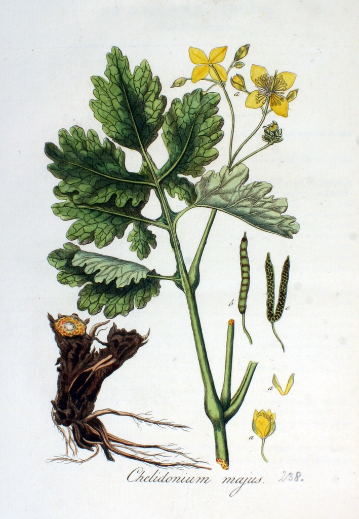 Drawing of leaves and flowers