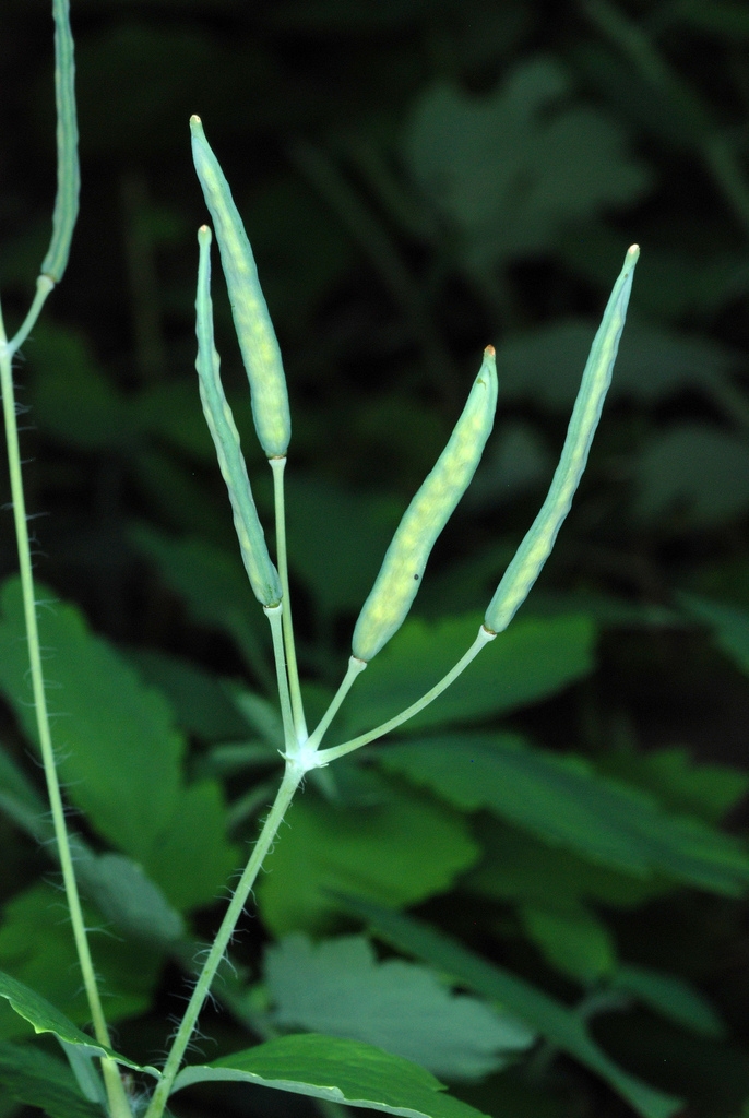 Long slender capsules