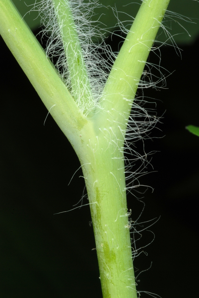 Green stem with hairs