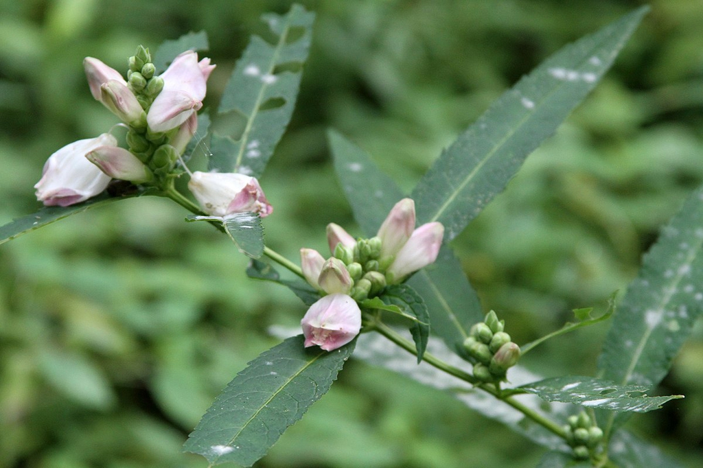 Leafy shoot bearing small pale pink flowers.