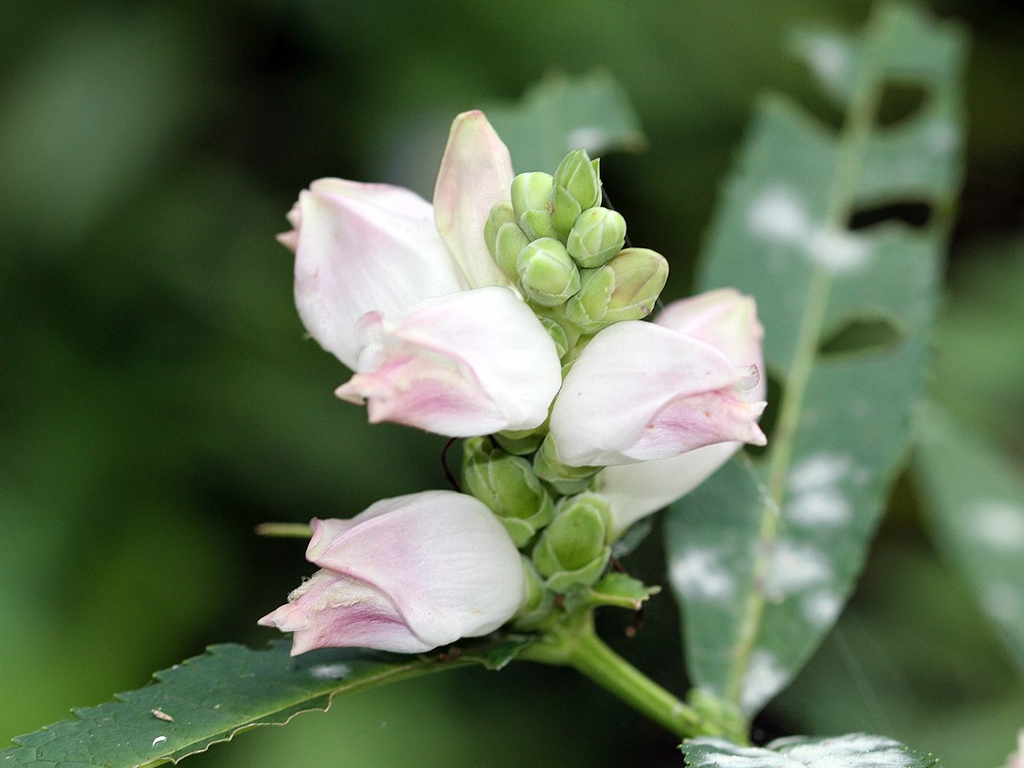 Inflated flower buds that are white tinged with pink.