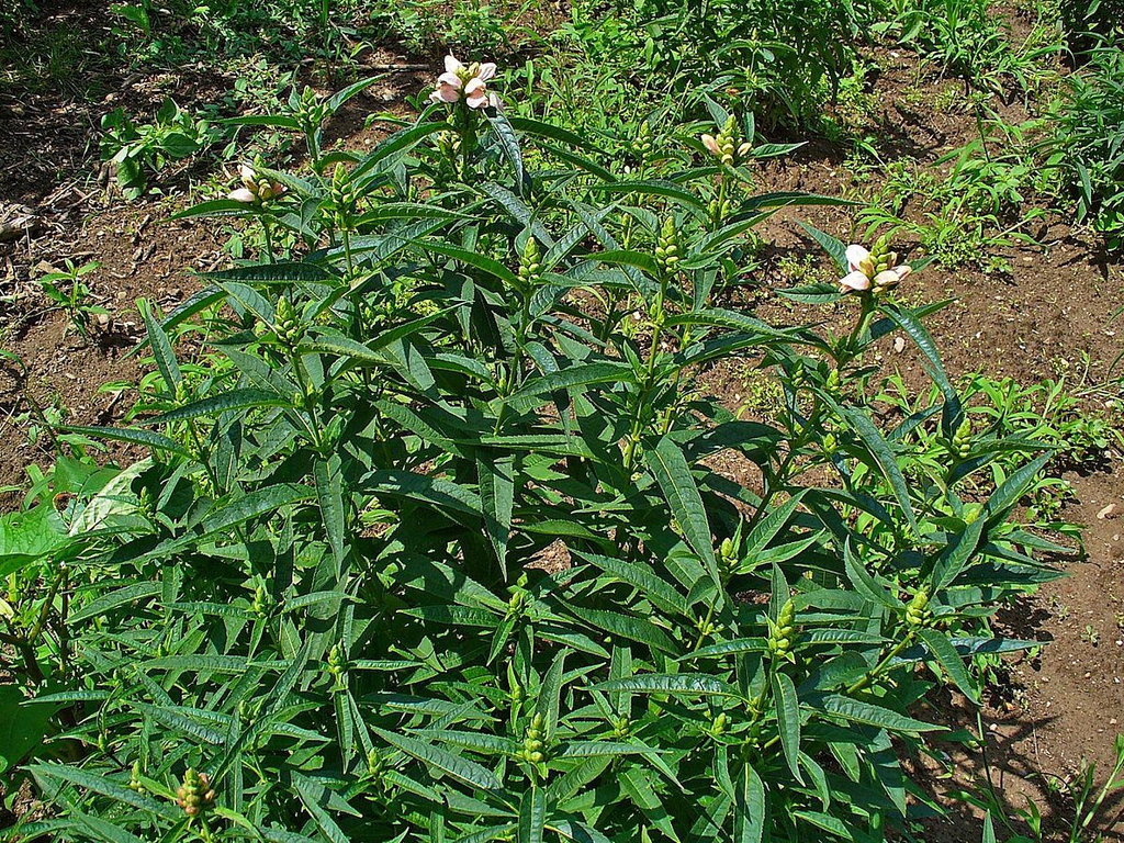 Upright stems with opposite lanceolate leaves & terminal flowers