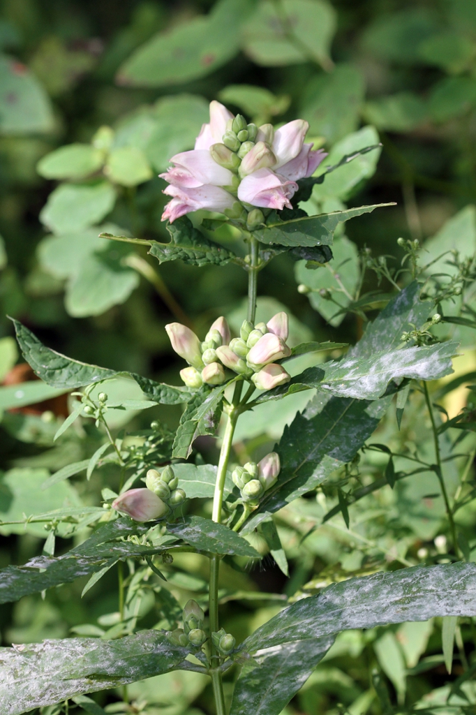 Leafy shoot bearing small pale pink flowers.