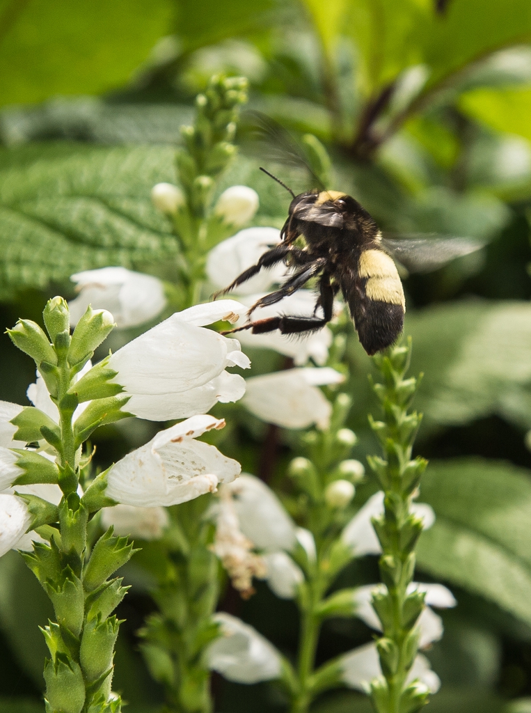 Bumble bee approaching a spike of white tubular flowers