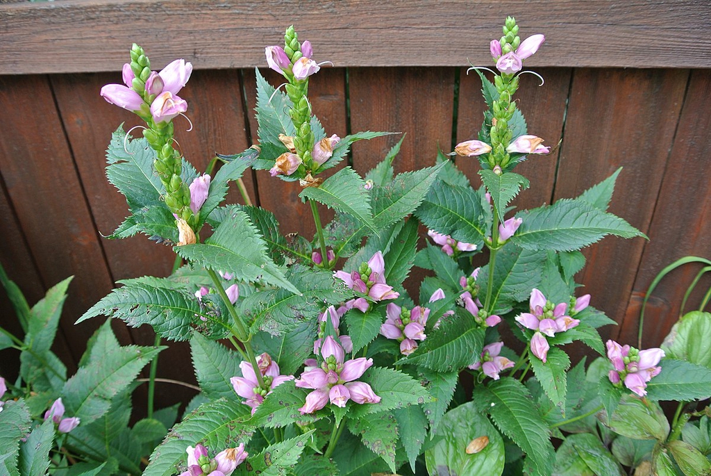 Chelone lyonii