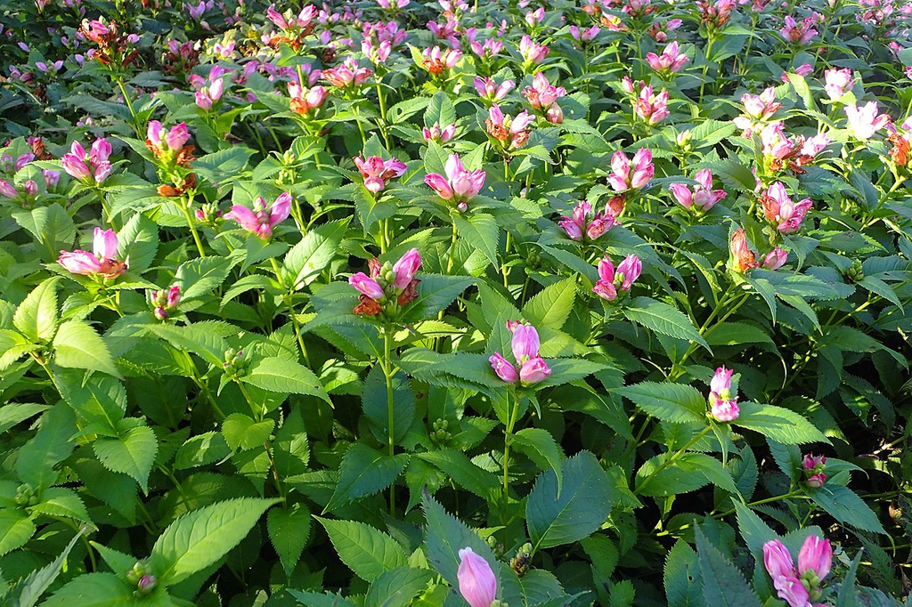 Chelone lyonii