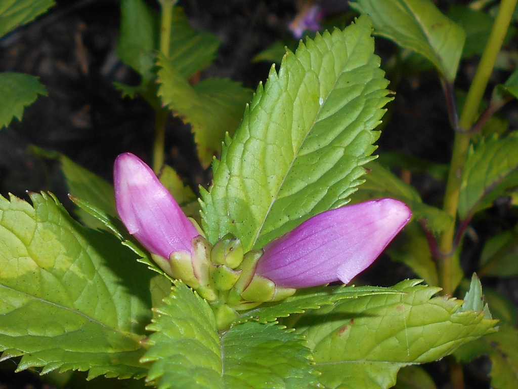 Leaves
