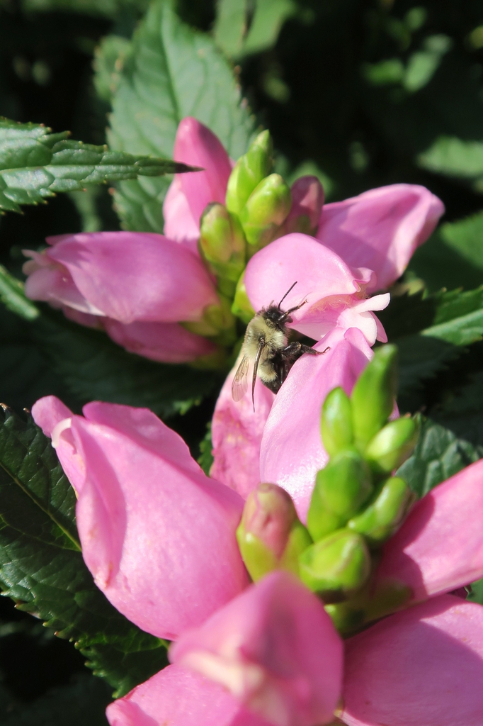 Close up of flower
