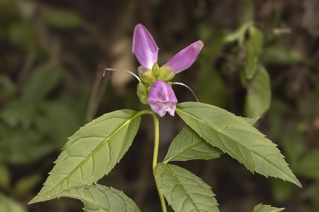 Green serrated leaves and purple flowers
