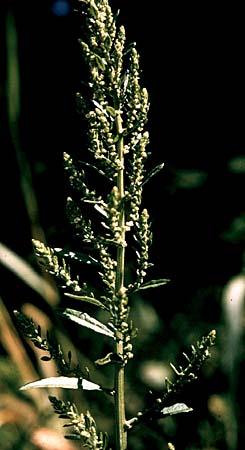 Chenopodium ambrosioides