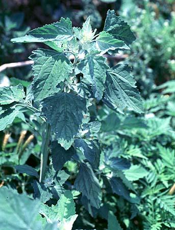 Chenopodium ambrosioides