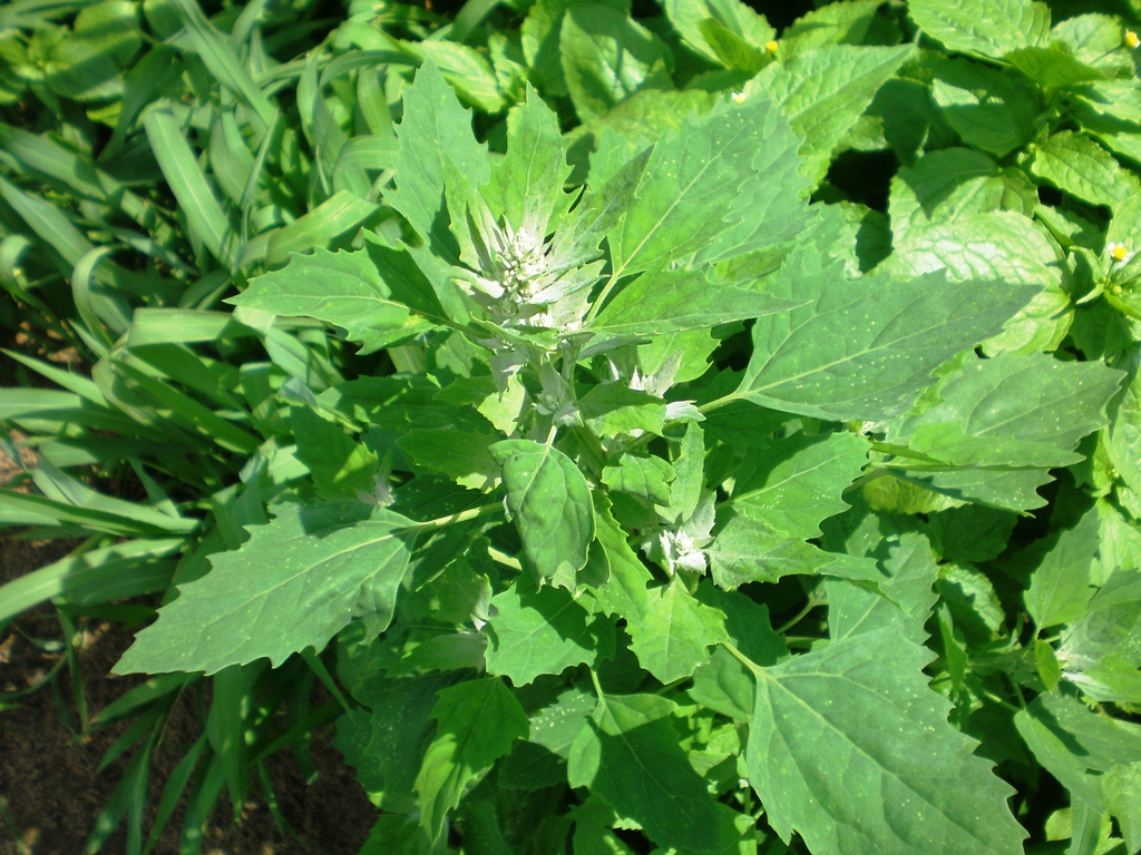 Leafy shoot with green leaves with whitish new growths