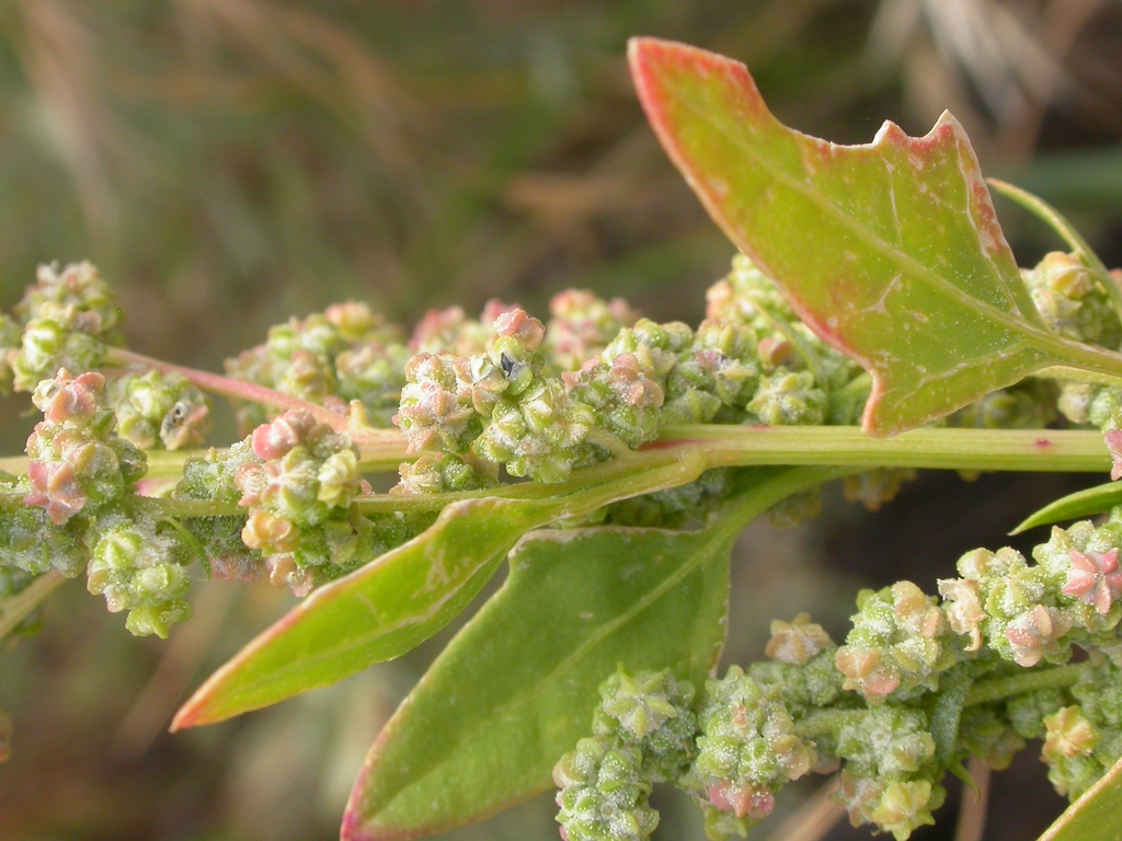 Dense clusters of fruits enclosed by green & pink calyces.