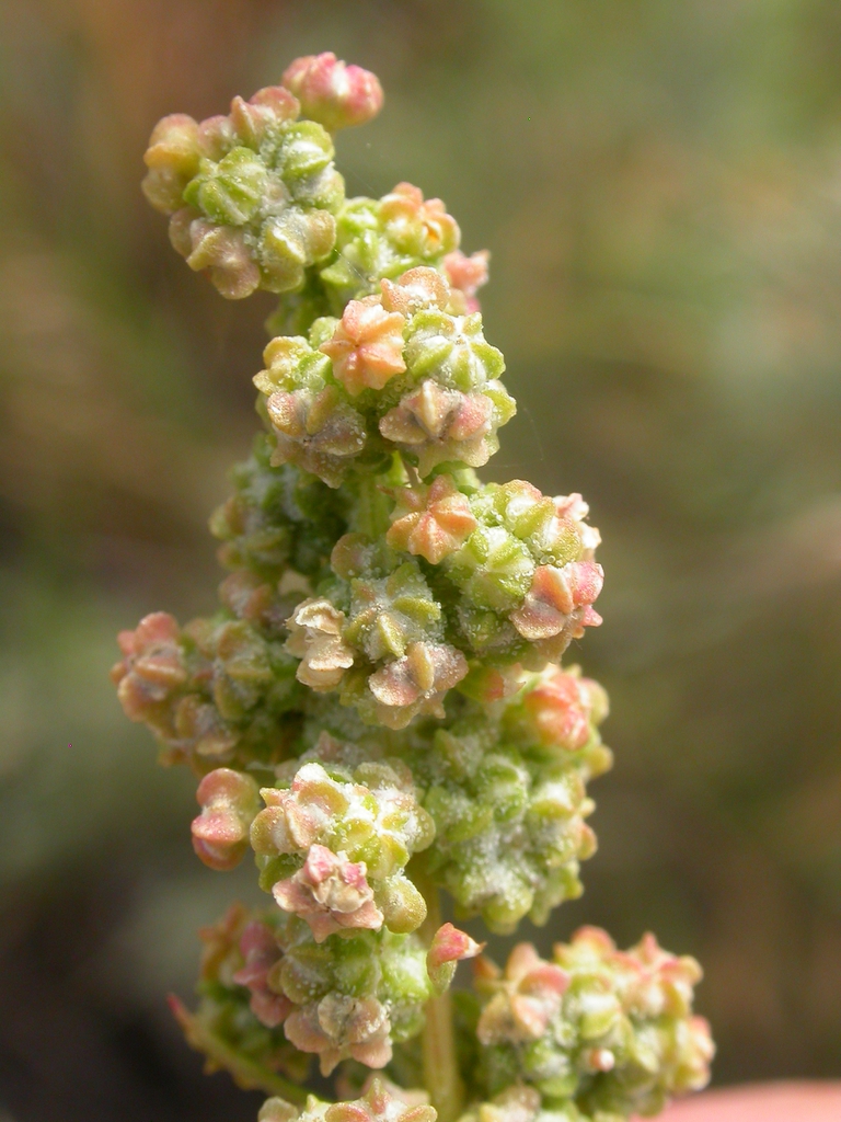 Dense clusters of fruits enclosed by green & pink calyces.