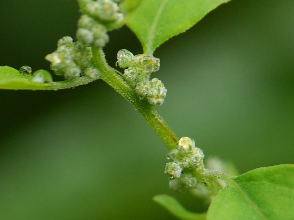 Close-up on the tight, dense axillary spikes of green flowers.