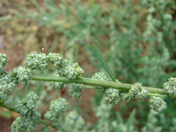 Axillary, dense spikes of tiny, green flowers.