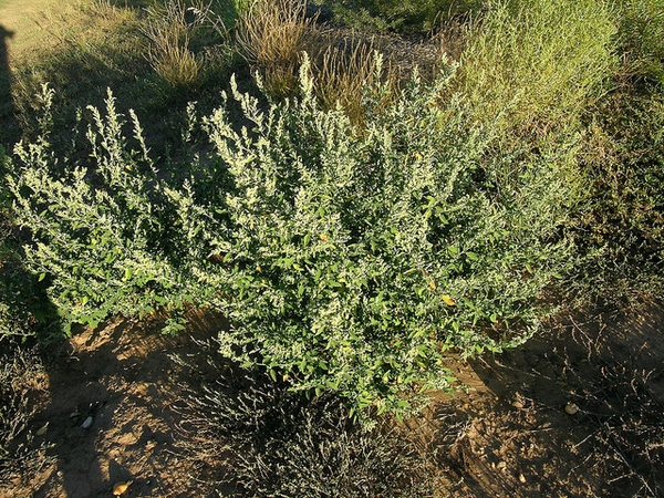 Small shrubby plant with spikes of tiny, insignificant flowers.