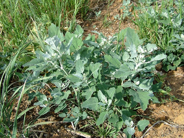 Small leafy plant with whitish new shoots.