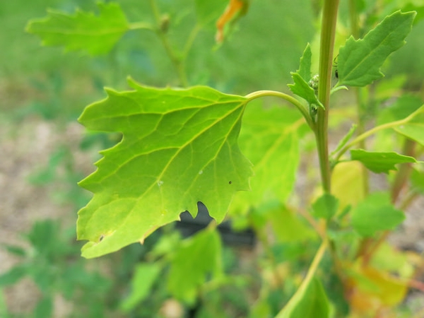 A single leaf with three lobes & an irregularly toothed margin