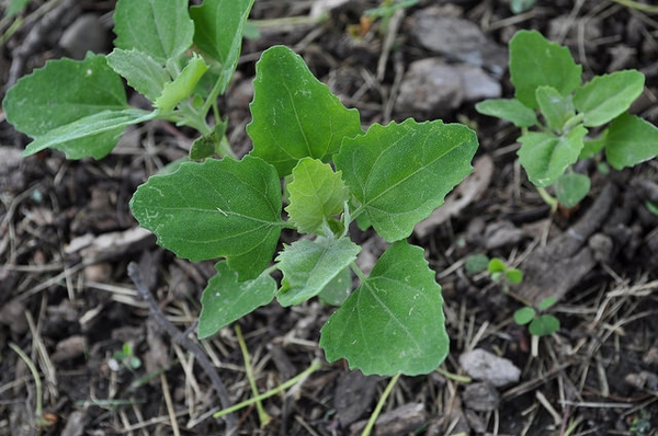 Young plants germinating in mulched soil. Leaves are deltoid.