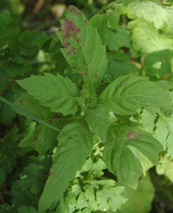 leaves