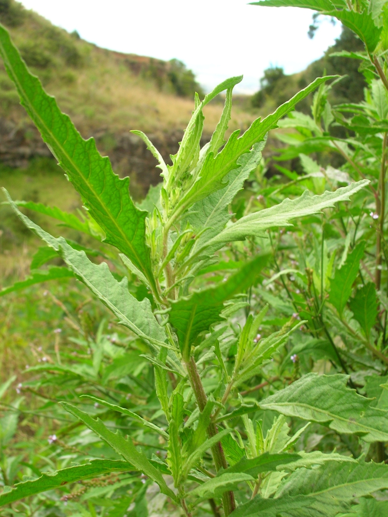 leaves
