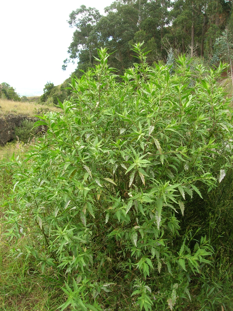 form