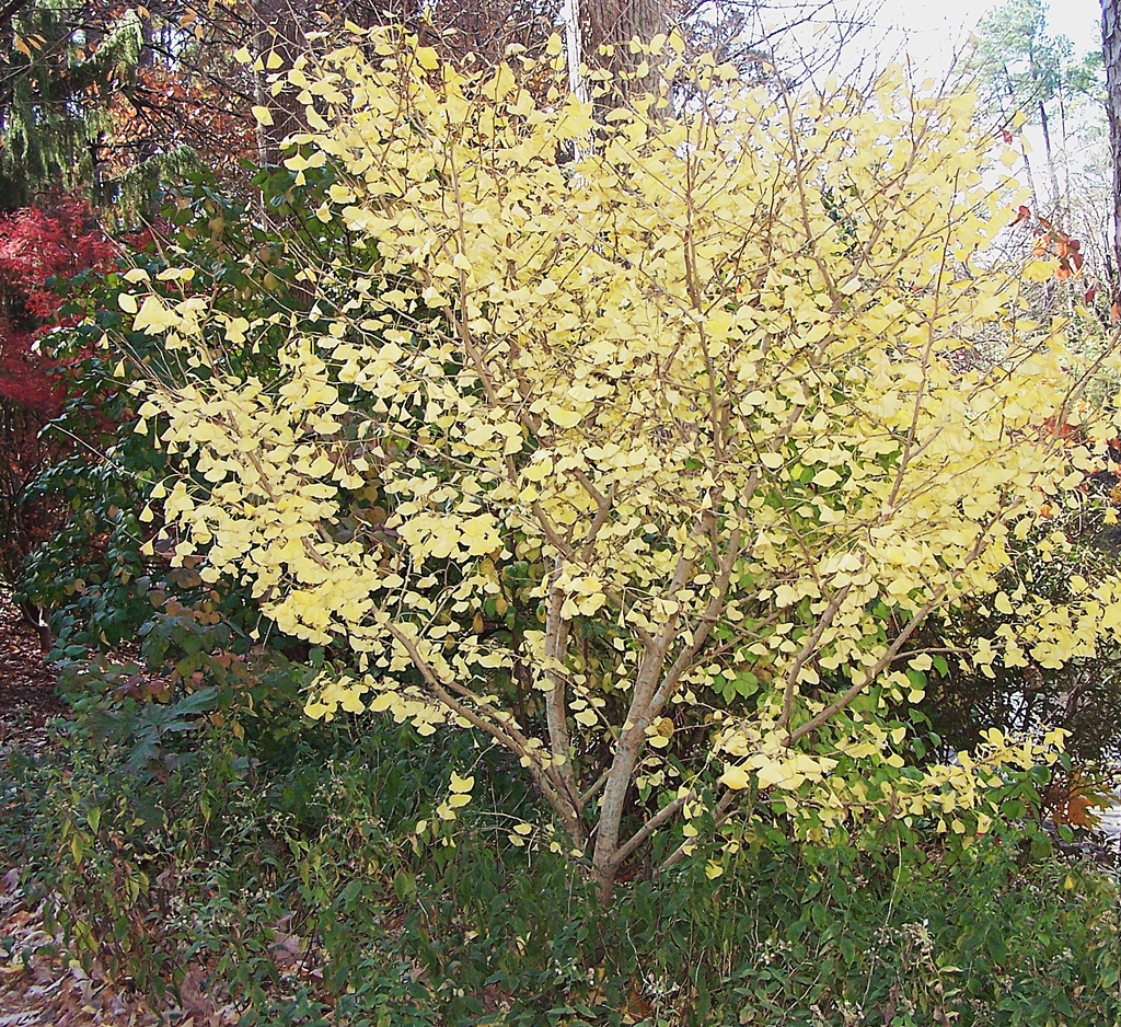 Form with golden yellow leaves in November in Durham, NC