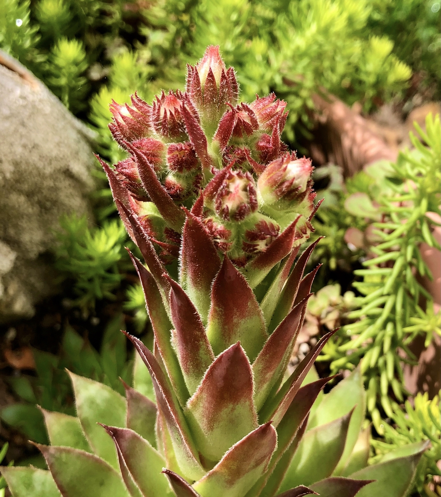 Form