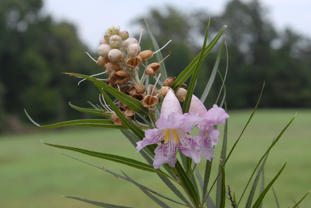 Chilopsis linearis