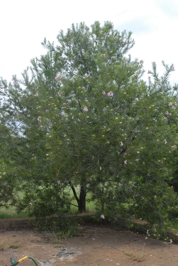 Chilopsis linearis
