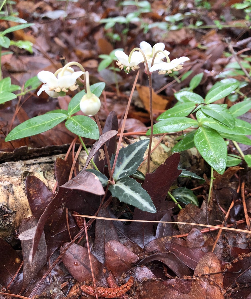 Spotted Wintergreen - Summer, Halifax Co., NC