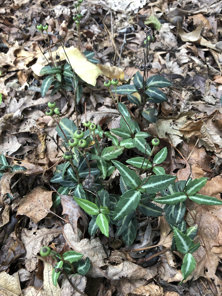 Chimaphila maculata