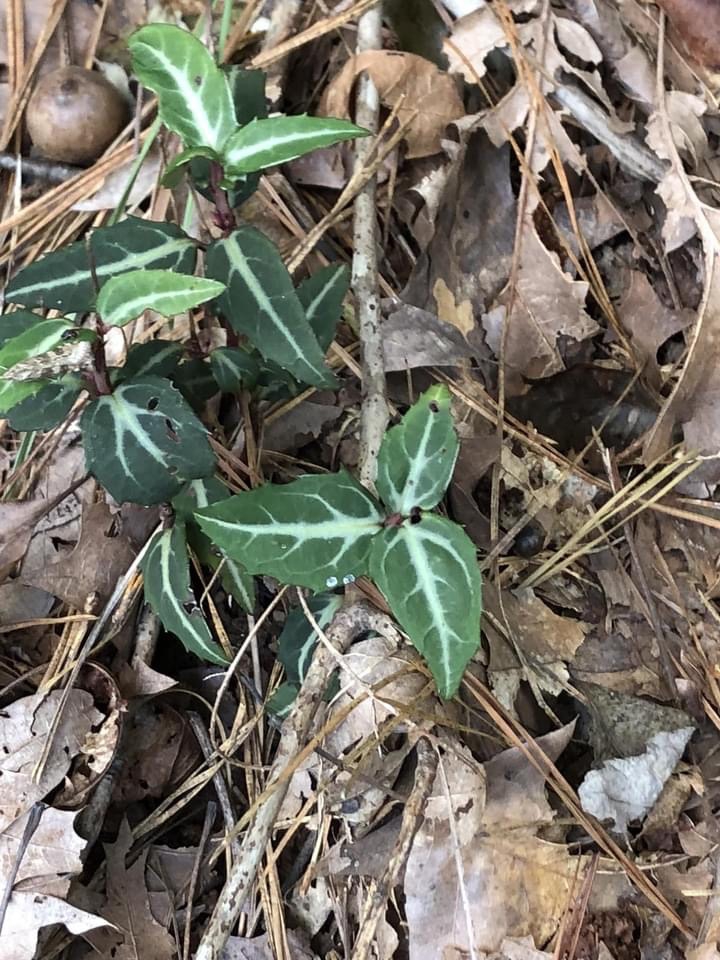 Chimaphila maculata