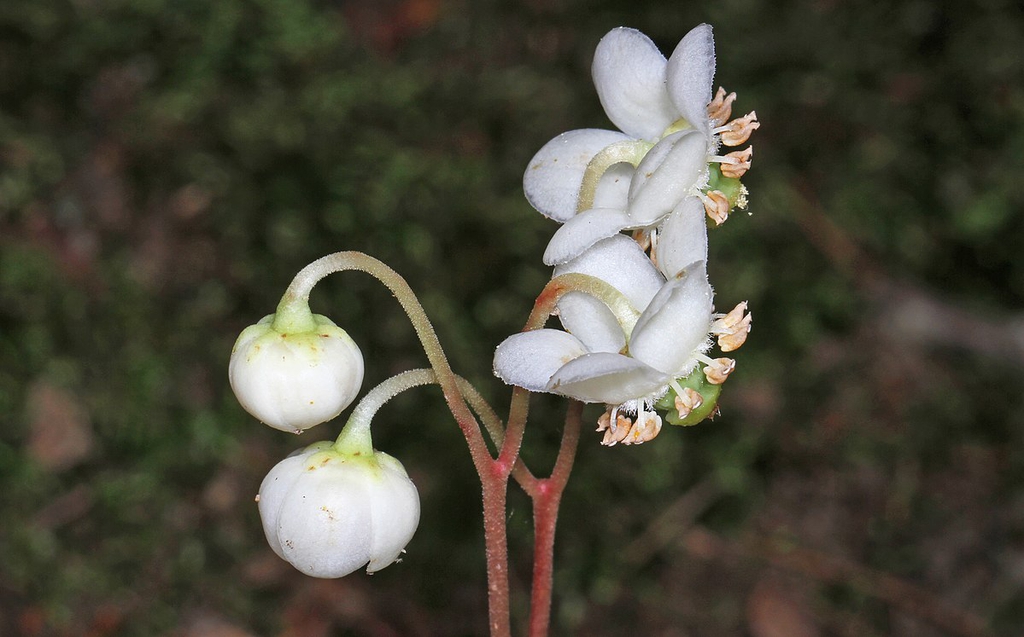 Chimaphila maculata