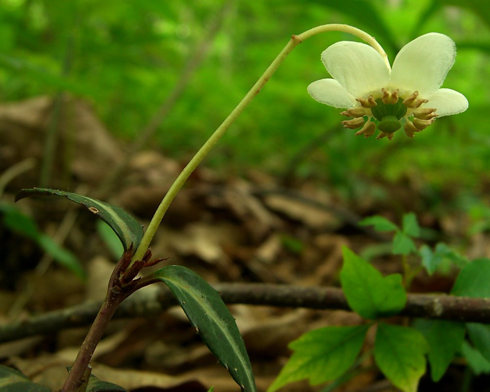 Chimaphila maculata