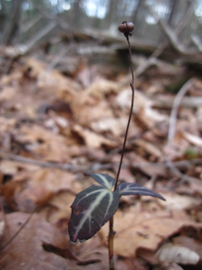 Seed Capsule