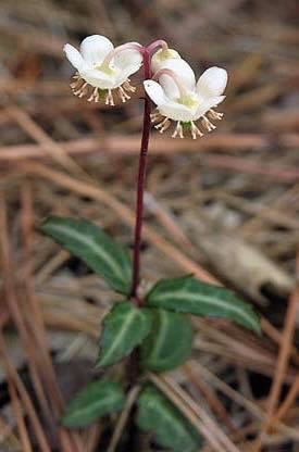 Chimaphila maculata