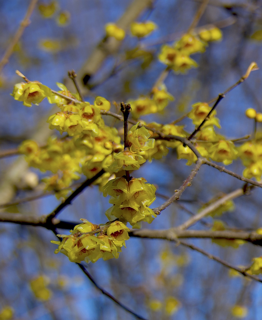 fragrant, waxy, yellow flowers with maroon centers