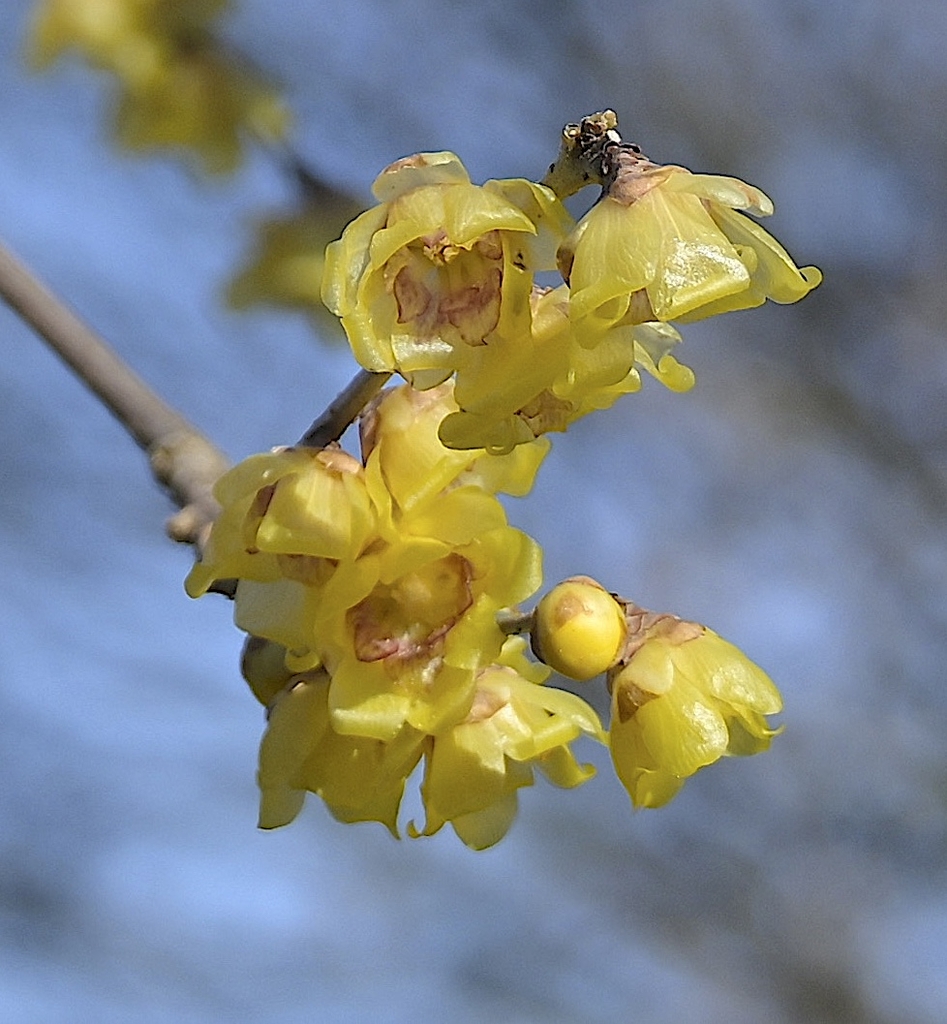 fragrant, waxy, yellow flowers with maroon centers