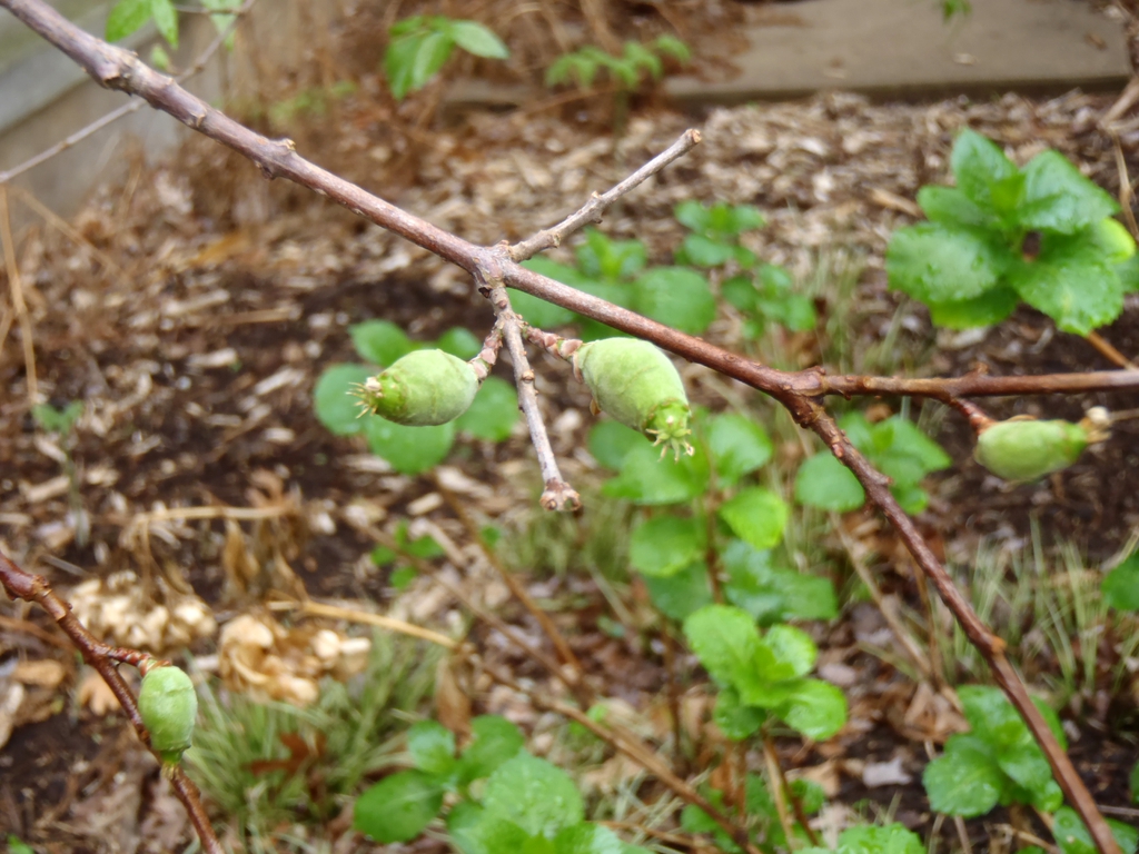 Chimonanthus praecox