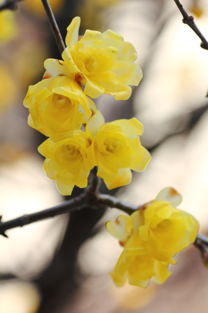 yellow flowers
