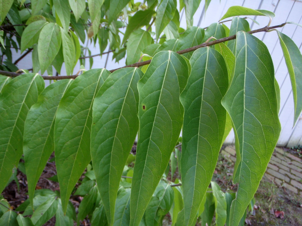 Chimonanthus praecox - leaf blade