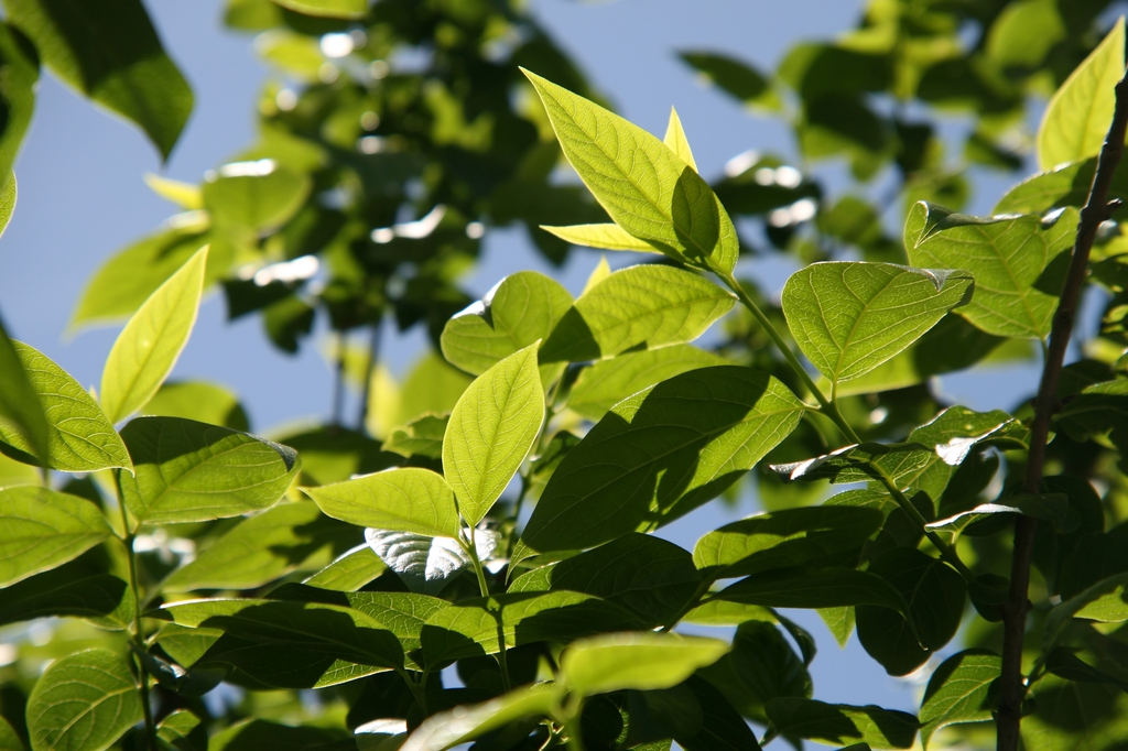 leaves