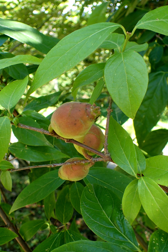 leaves