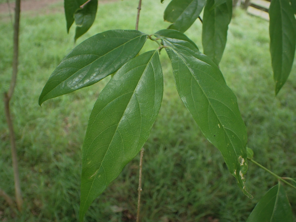 leaves